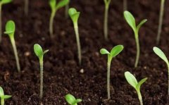 土壤肥料快速檢測(cè)儀幫助分析棉花的生長狀況